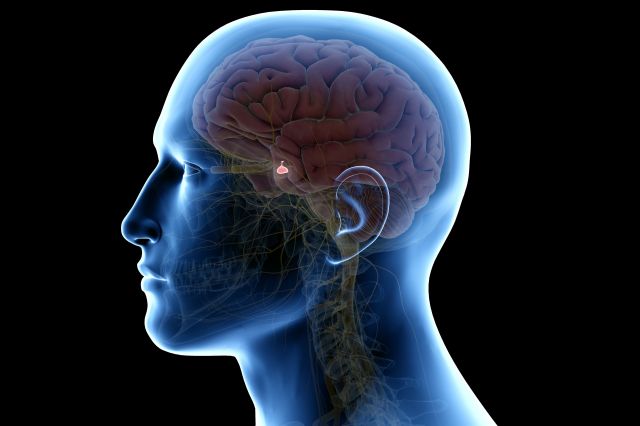 下垂体イメージイラスト