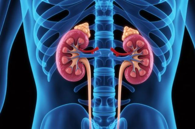 副腎イメージイラスト