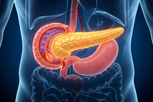 膵臓イメージイラスト