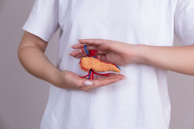 膵臓の模型を両手で持つ女性